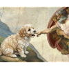 Dog God Hand Havanese Dogs meme