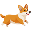 Corgi running