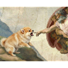 Dog God Hand Pomeranian Dog meme