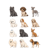 Italian Dog Breeds Cute Dogs
