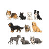 Scottish Dog Breeds Cute Dogs