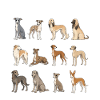 greyhound dog breeds cute dogs