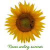 Infinite Summer Sunflower