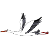 Stork bird