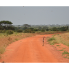Antelope on the Red Road