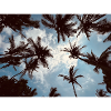 Tropical palm perspective