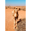 Desert camel in the sun