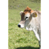 Cow in sunny pasture green