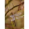 Close-up of a dragonfly