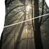 Waldsonnenstrahlen im Morgenlicht