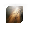 Sonnenstrahlen im Wald