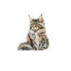 Maine Coon Therapy