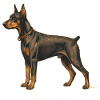 Dobermann Pinscher in Retro style