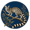Genetta genetta – Naturalist illustration