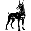 Doberman