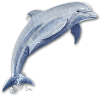 Dolphin Lucky Leap - Sonja von Staden