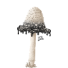 Crested Tintling Mushroom