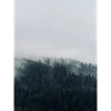 Mist forest and dark pines