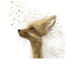 Fuchs Natur Waldtier Wildnis Tierliebe