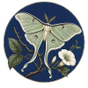 Actias luna (Luna Moth) – Botanical Illustration