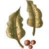 Autumnal Leaves Berries Pattern
