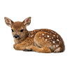 Starspots Fawn