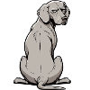 Weimaraner Weimaraner Owner Weimaraner Enthusiast