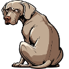 Propriétaire de Weimaraner Passionné de Weimaraner