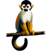 Singe écureuil