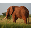 Elephant on Savannah
