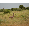 Deer in the steppe grass