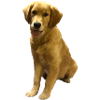 Golden Retriever Pup Portrait