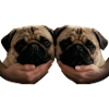 Hold my Pug