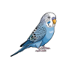 Budgie Sayings Joke Budgie Gift