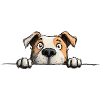 Peeking Staffy Funny Dog Lover Merch