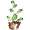 Small green cactus