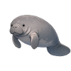Manatee