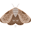 Earthy moth with botanical pattern