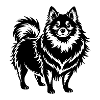 Pomeranian Dog