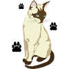 Elegant Siamese Cat with Blue Eyes