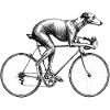 Greyhound Riding Bicycle Funny Sighthound Art