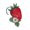 Strawberry dream with blossom