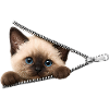 Cute Kitten Zipper Cat