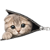 Cute Kitten Zipper Cat