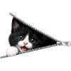 Cute Kitten Zipper Cat
