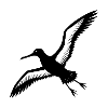Royal albatross