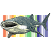 Walhai-Rhincodon-Typus