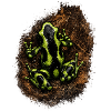 Dendrobates Auratus Karibik