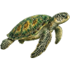 Green Turtle