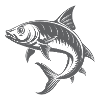 Tarpon Fish